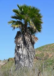 Image result for Wiesneria filifolia