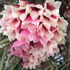 Image result for Tecomanthe dendrophila