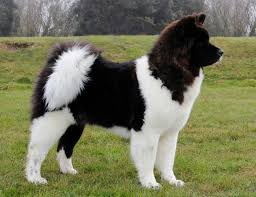 Beautiful Longcoat Akita Akita Dog Dog Breeds Japanese Akita