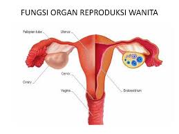 Fungsi Organ Reproduksi Wanita Ppt Download