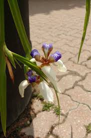 Image result for Neomarica northiana