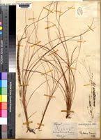 Image result for Rhytachne