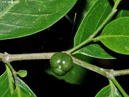 Image result for Suregada