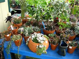 Follow the general tips above and any specific instructions on the label. Cacti And Succulents As Houseplants World Of Succulents