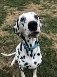 However, free dalmatian dogs and puppies are a rarity as rescues usually charge a small adoption fee to cover their expenses (usually less than $200). Dalmatian Rescue Dogs For Adoption Near Fenton Michigan Petcurious