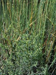Image result for Suaeda plumosa