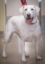 Adopt Cinderella On Petfinder Great Pyrenees Dog Great Pyrenees Dog Adoption