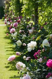 peony border beside the pergola in the walled garden includes duchesse de nemours sarah ber beautiful flowers garden flower garden design beautiful gardens