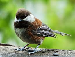 Image result for Landolphia rufescens