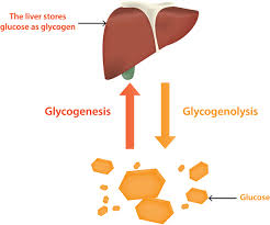 The two main site of storage of glycogen is liver and muscles. Glycogen Storage Disease Type 0 Medlineplus Genetics