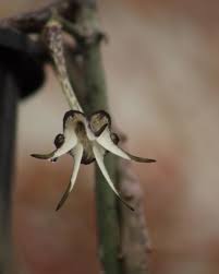 Image result for Ceropegia schultzei