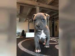 Check spelling or type a new query. American Pitbull Terrier Welpen Bei Deinetierwelt