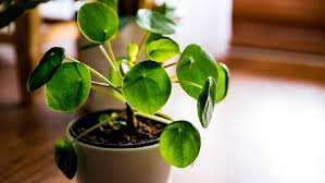 Tanaman hias yang bisa ditanam di air ini kemudian disebut dengan tanaman hias air. 5 Jenis Tanaman Hias Indoor Pilea Harga Di Bawah Rp500 Ribu