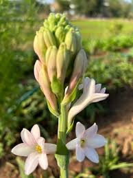 Image result for Polianthes