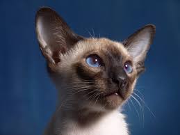 Where Do I Find Siamese Cats Siamese Cat Spot