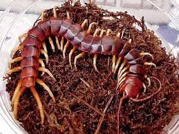 Black And Yellow Millipede India When Animals Attack Centipede Paludarium Insectes
