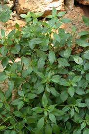 Image result for Parietaria