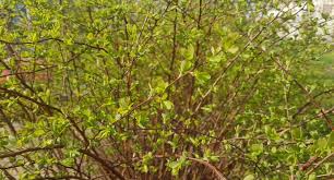 Światowy dzień ziemi w 2021 roku przypada na czwartek 22 kwietnia. Bnjzetyotfufem