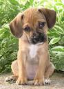 Beagle Mix Puppies For Sale | Greenfield Puppies