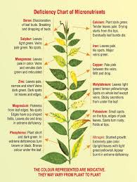 image result for plant nutrient deficiency chart garden