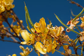 Image result for Senna singueana