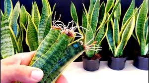 Snake plants are the best plants to propagate. How To Dividing Your Snake Plant Youtube Cute766
