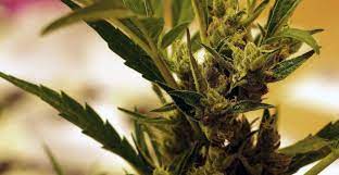 The Top 5 Strains For Pressing Rosin