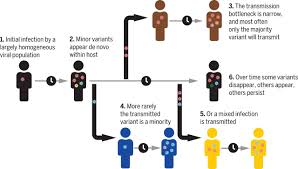 Download / print this topic download this topic in different formats or view a printer friendly version. Sars Cov 2 Within Host Diversity And Transmission Science