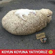 Uykusu Gelsin Diye Pinterest Te Sorf Yapanlar Sizi Unutmadik Sosyalokuz Okuz Komik Cok Cokkomik Resi Hayvan Haklari Sevimli Hayvan Yavrulari Komik