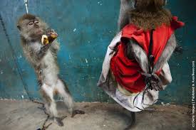 In the other hand, online shopper should be careful in choosing products. Topeng Monyet The Masked Monkeys Of Indonesia