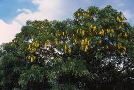 Image result for Cassia ferruginea
