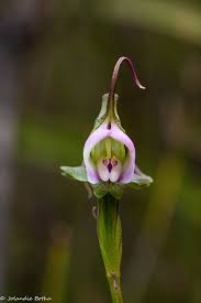 Image result for Disperis reichenbachiana