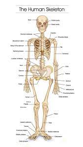 Human skeleton, the internal skeleton that serves as a framework for the body. Skeleton Figure 2 Human Skeleton Human Bones Anatomy Human Body Bones Skeleton Anatomy