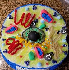 Pin On Cells And Biology