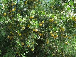 Image result for Dovyalis afra