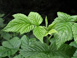 I came across this plant growing wild while camping out in vermont many years ago. Wild Raspberry Hindberry Raspis Rubus Idaeus