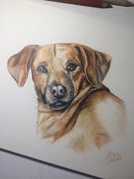 They have been depicted for their own natural beauty and magnificence but they have also been used for their symbolic. Realistic Drawing Of Animals Animals Portraits In Colored Pencils Steemit