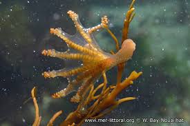 Image result for Carvalhoa campanulata