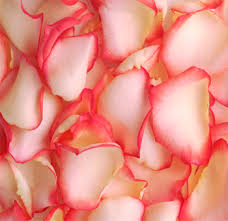 Peach colored flowers for wedding. Peach Peach Color Peach Colored Flowers Peach Roses Wedding Flowers