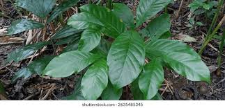 Image result for Psychotria auxopoda