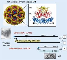 Das hätten wir, das wäre überstanden! Respiratory Syncytial Virus Und Norovirus Springerlink