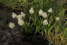 Image result for Schizocarphus nervosus