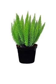 Kimberly queen fern live plant, 6 pot or 8 hanging basket, indoor/outdoor air purifying plant $ 26.99. Foxtail Fern 1 Gallon Container Etsy Foxtail Fern Asparagus Fern Plants