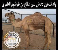 أبو أيوب الأنصاري الخزرجي، شهد بدرا والعقبة والمشاهد كلها، وشهد مع علي قتال الحرورية. Ø±Ø§Ø¹ÙŠ Ø§Ù„Ø®ÙŠØ§Ù„ÙŠÙ‡ Sur Twitter ÙˆÙ„Ø¯ Ø´Ø§Ù‡ÙŠÙ† Ø¯ØºØ§Ø´ Ø¨Ø¹ÙŠØ± Ø¨Ù† Ø·Ø±Ø´ÙˆÙ…
