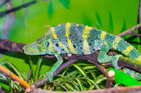 Image result for Coleus melleri