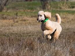 Standard Poodle - Những chú chó poodle kích thước lớn nhất