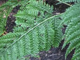 Image result for Odontosoria africana