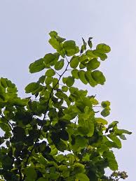 Image result for Pterocarpus