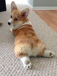 Cute Corgi Dogs Cute Corgis Cute Dogs Cute Doggies Cuteness Overload Cute Pets Cute Corgi Love Cute Corgi Lo Cute Corgi Cute Corgi Puppy Cute Dogs Breeds