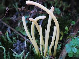 Image result for Moraea clavata